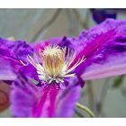 Clematis Versuch