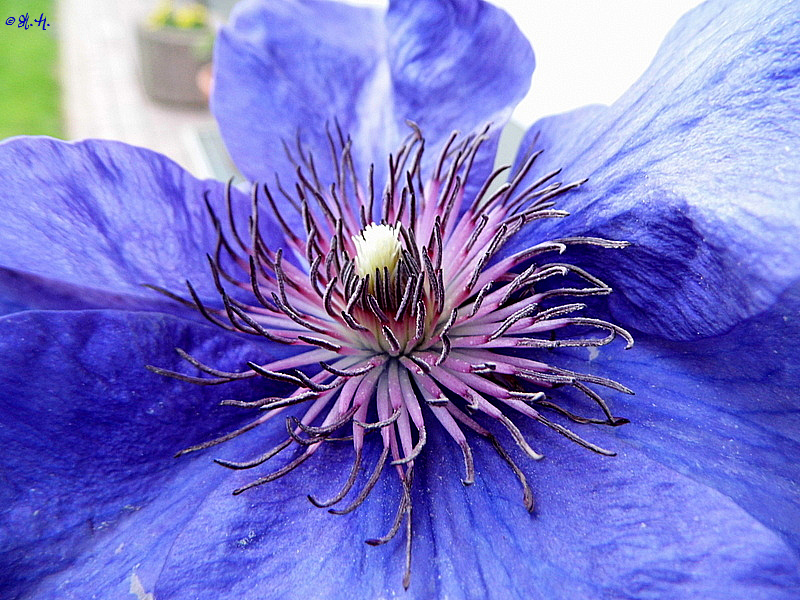 Clematis verzaubern