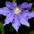 Clematis Viollette