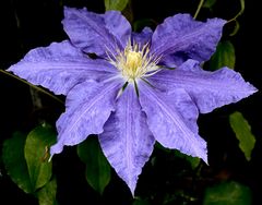 Clematis Viollette