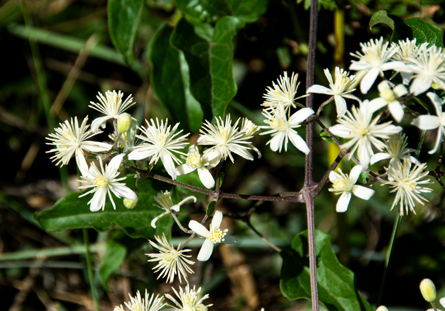 Clematis vitalba