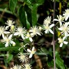 Clematis vitalba