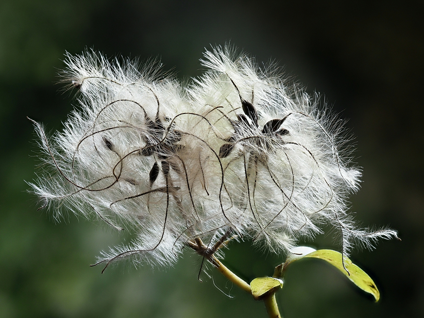 Clematis vitalba