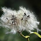 Clematis vitalba