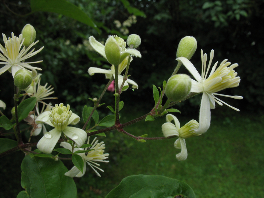 Clematis vitalba