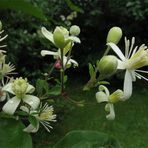 Clematis vitalba