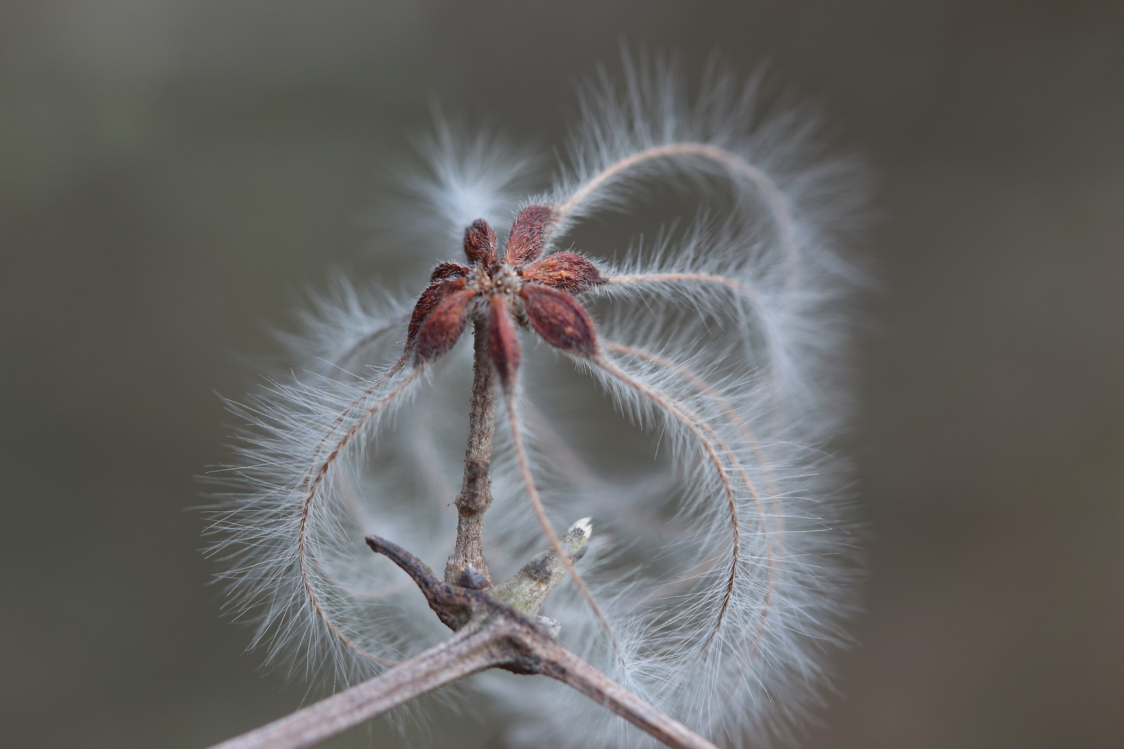 Clematis vitalba