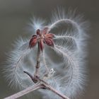 Clematis vitalba