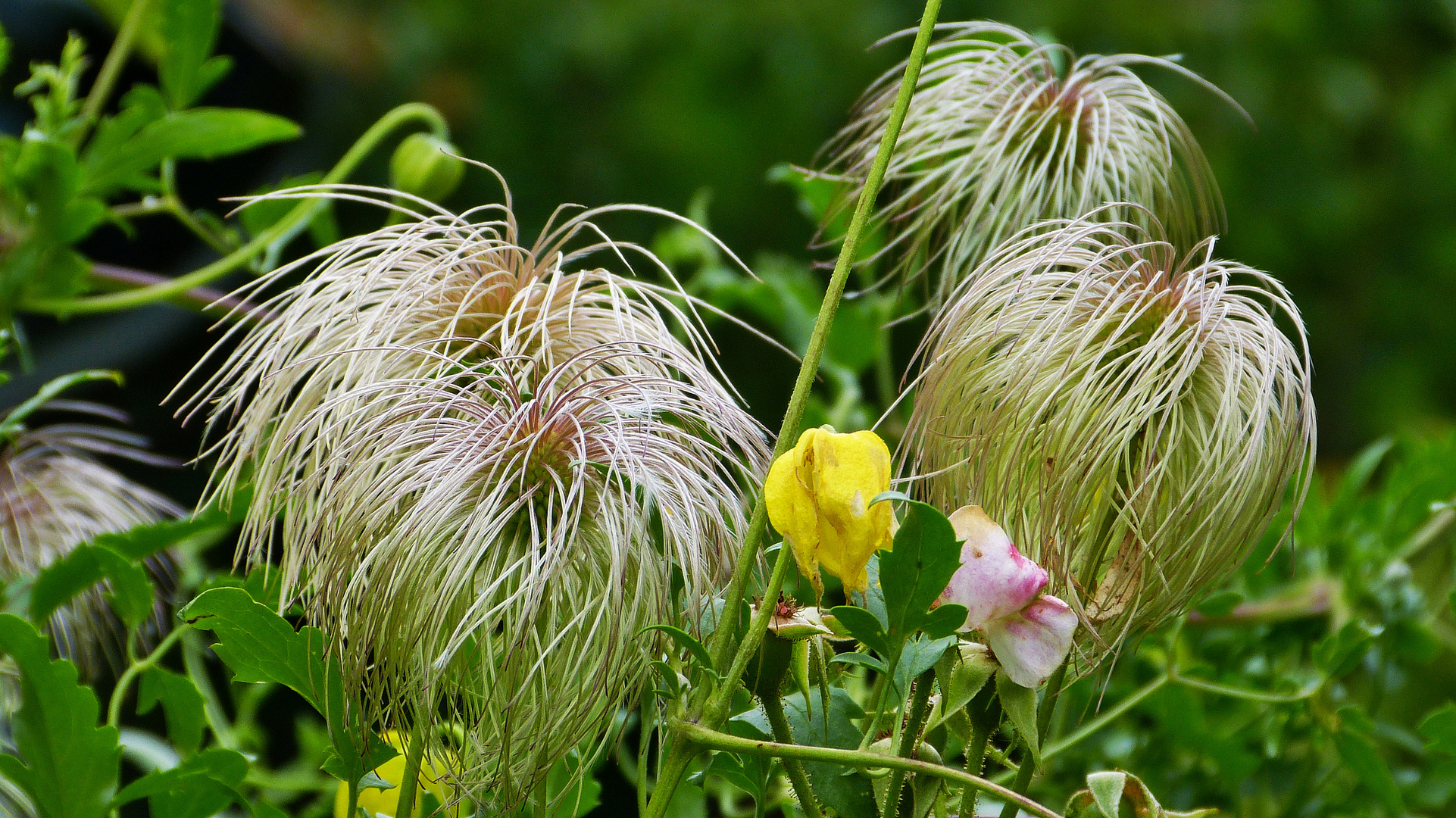 Clematis Vitalba Foto Bild Pflanzen Pilze Flechten Bluten Kleinpflanzen Gartenpflanzen Und Bluten Bilder Auf Fotocommunity