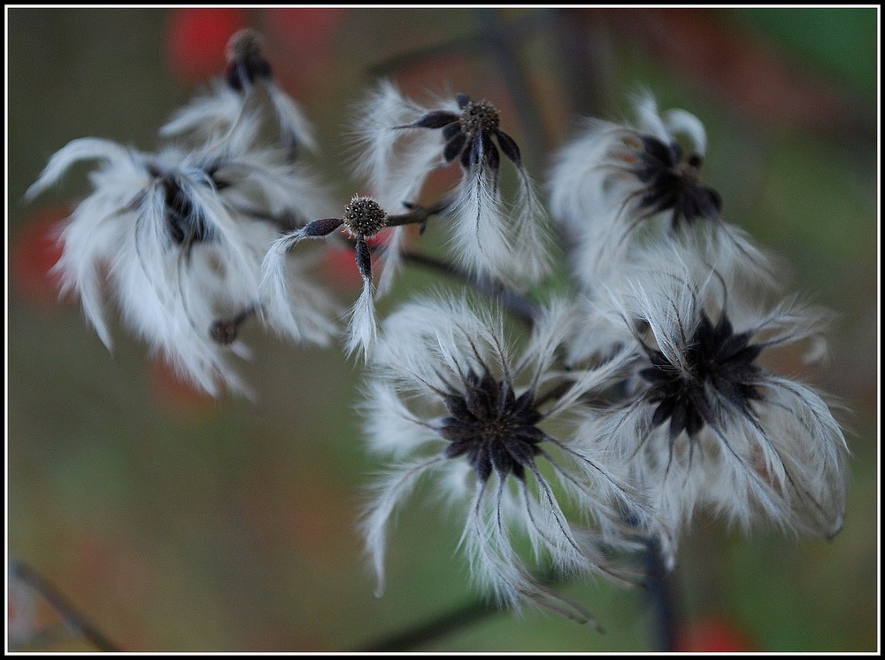 Clematis vitalba (also known as Old man's beard and Traveller's Joy)