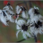 Clematis vitalba (also known as Old man's beard and Traveller's Joy)