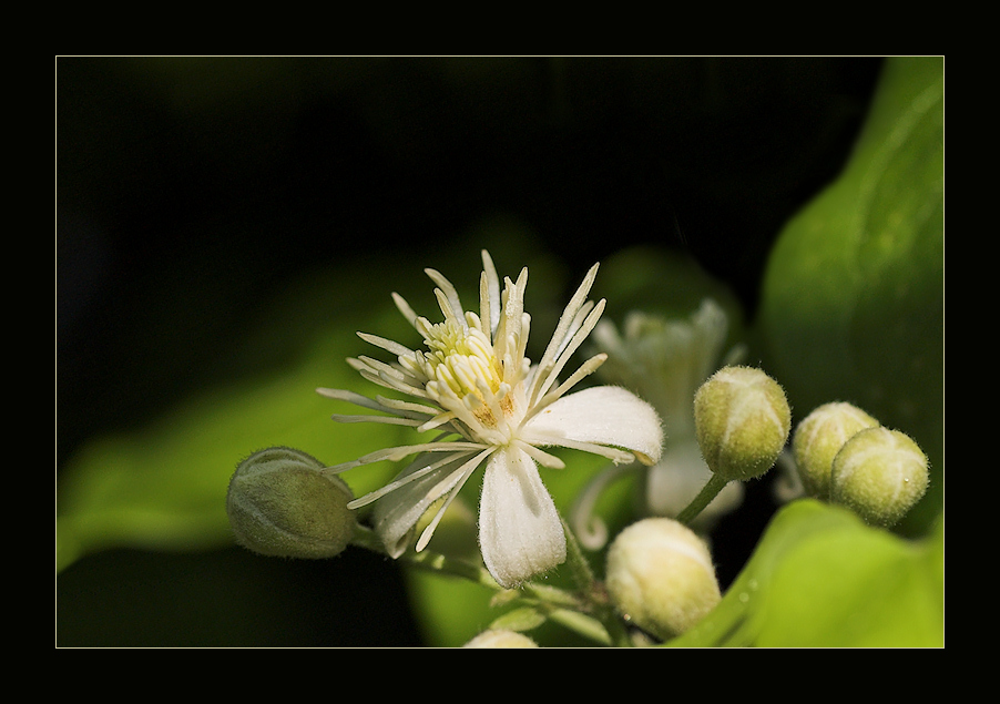 Clematis vitalba...