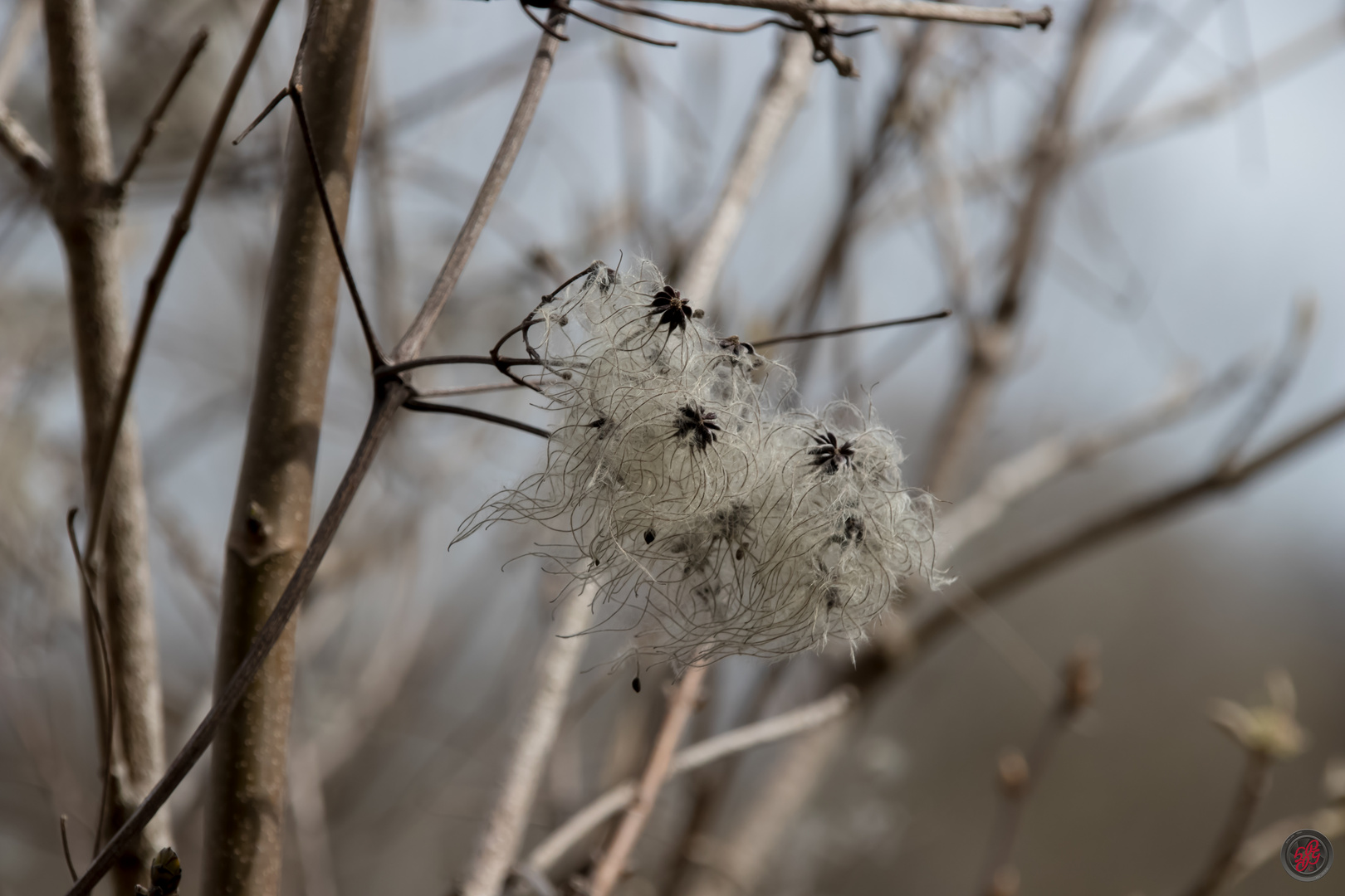 Clematis Vitalba