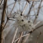 Clematis Vitalba