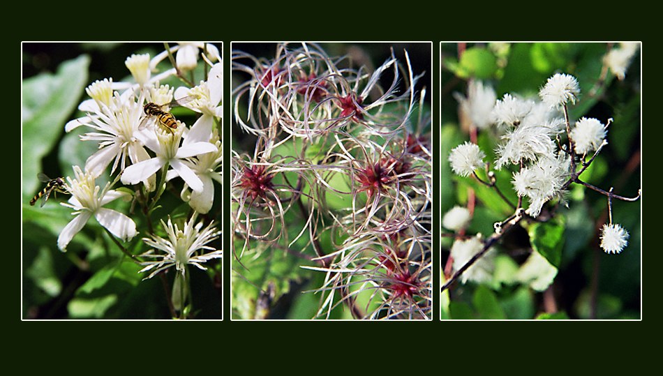 Clematis vitalba, die einheimische Waldrebe