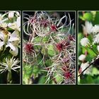 Clematis vitalba, die einheimische Waldrebe