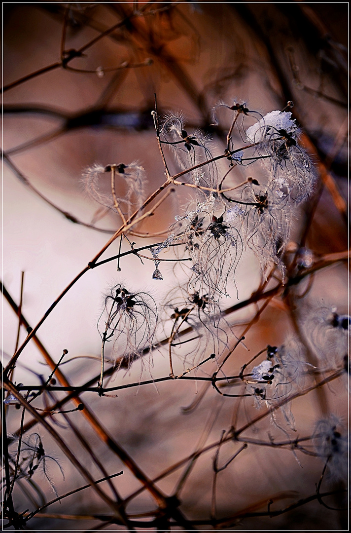 Clematis-vitalba-Waldrebe