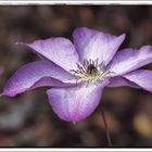 Clematis Viticella Venosa Violacea