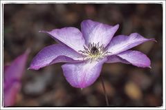 Clematis Viticella Venosa Violacea