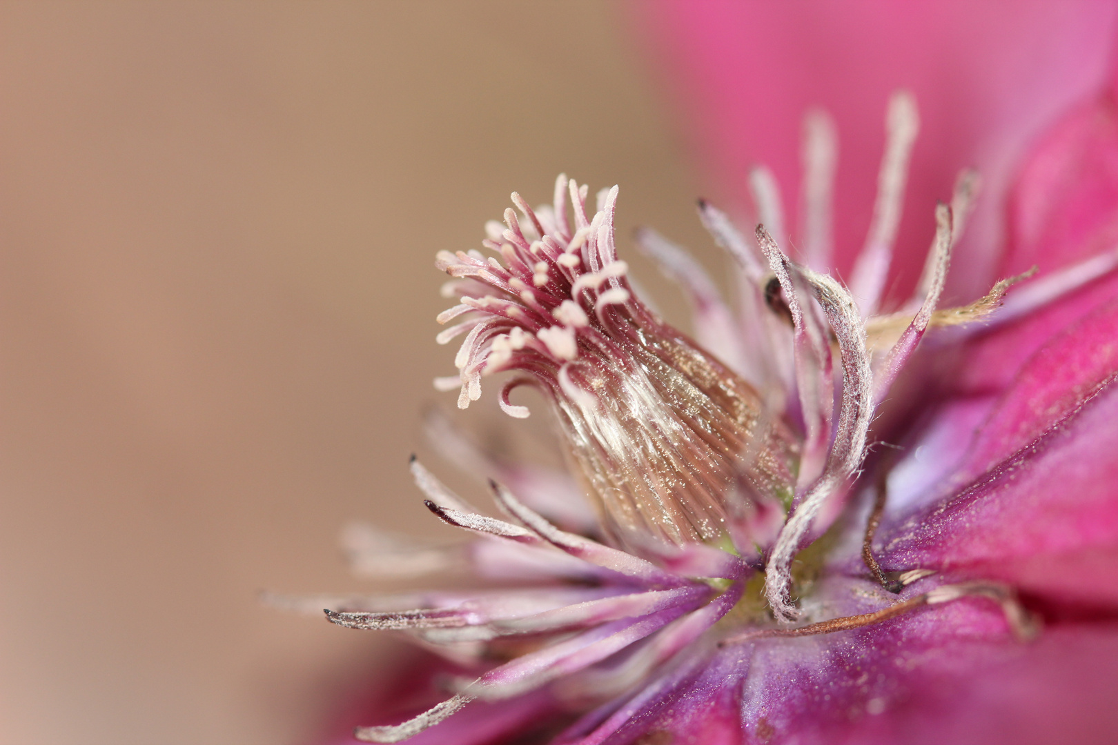 Clematis von der Seite