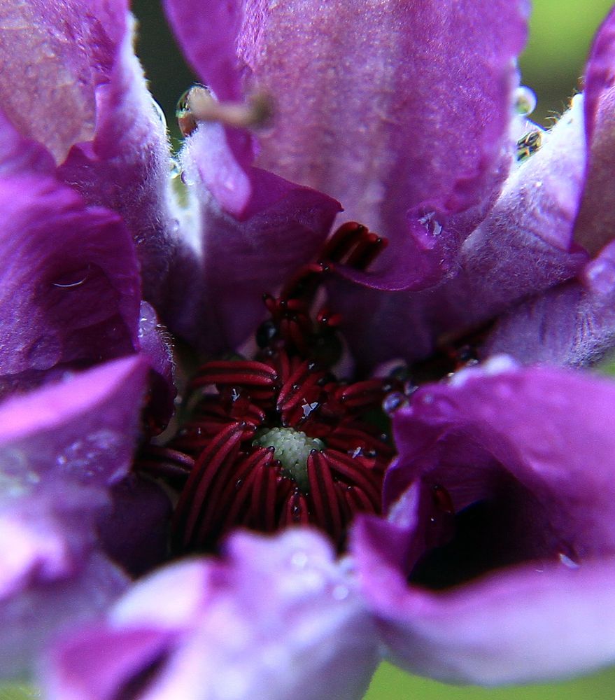 Clematis von innen