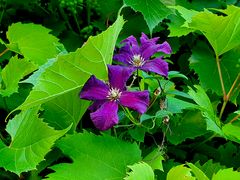 Clematis vs. Weinreben