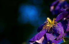 Clematis - Waldrebe