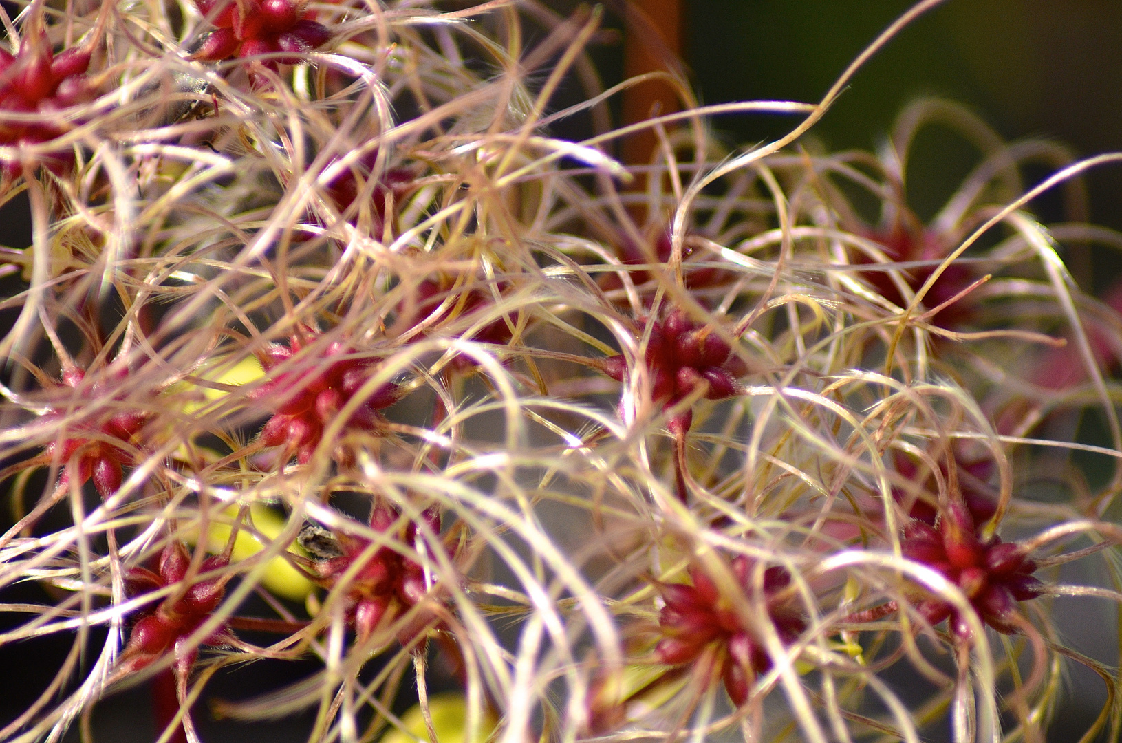 Clematis - Waldrebe