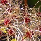 Clematis - Waldrebe