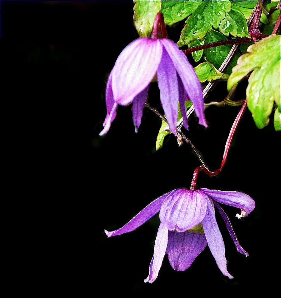 Clematis -Waldrebe