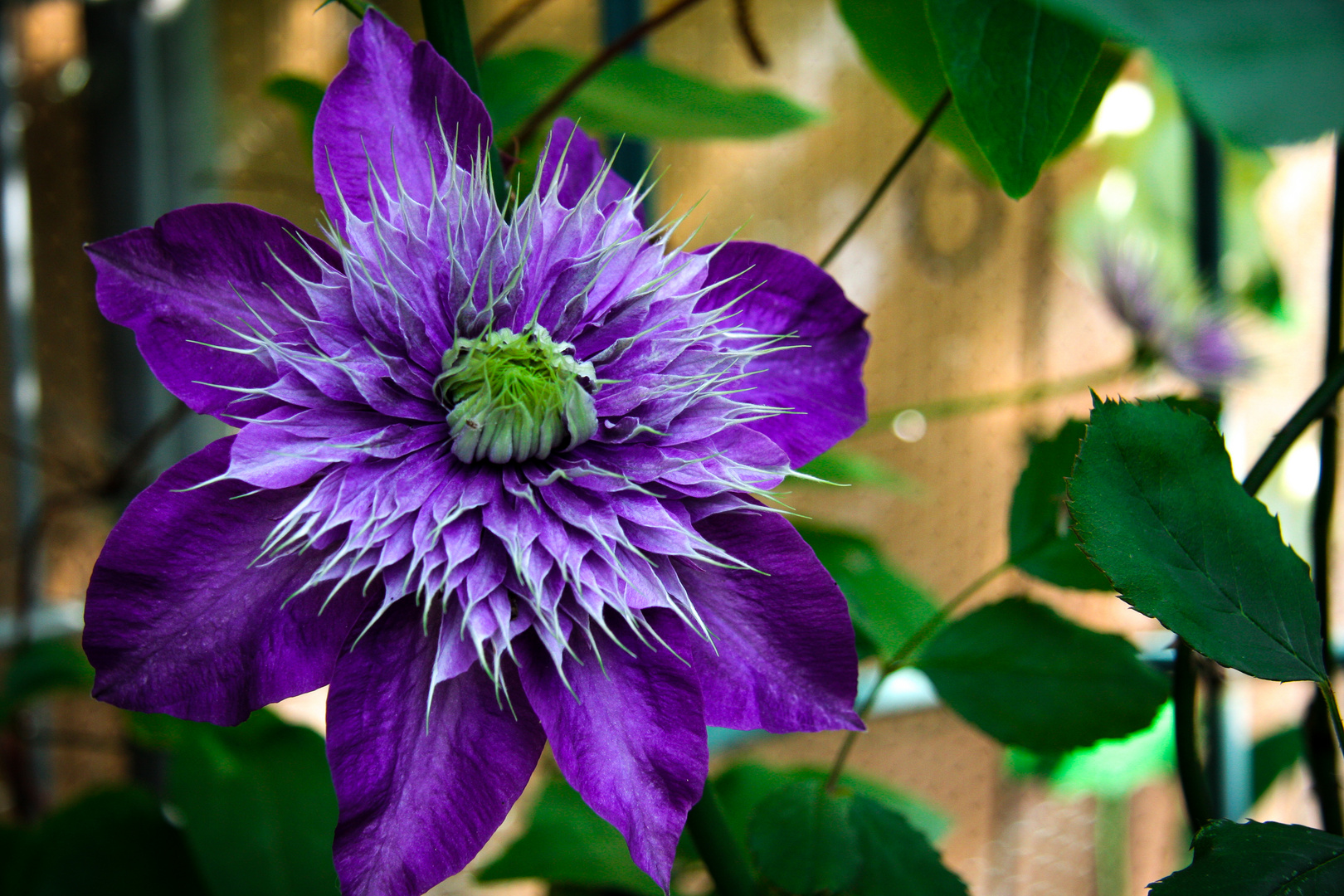 Clematis (Waldrebe)