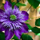 Clematis (Waldrebe)