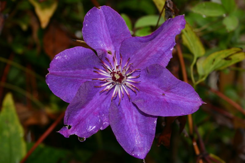 Clematis (Waldrebe)