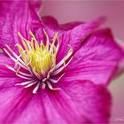 CLEMATIS - Waldrebe