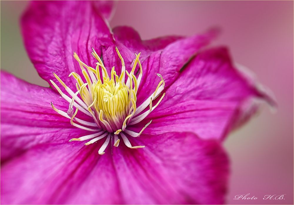 CLEMATIS - Waldrebe