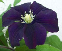 Clematis Warszawska Nike - Warschauer Nacht (2)