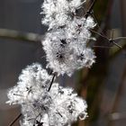 Clematis ...wartet auf Wind