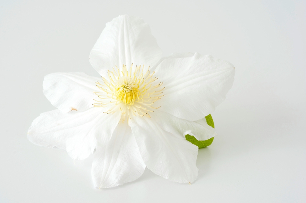 Clematis, weiß