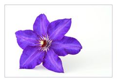 Clematis weißblau