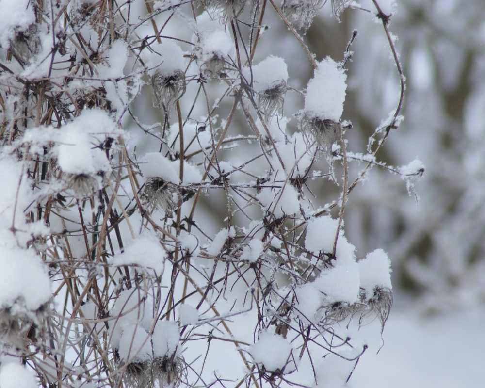 Clematis-Winter