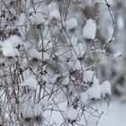 Clematis-Winter