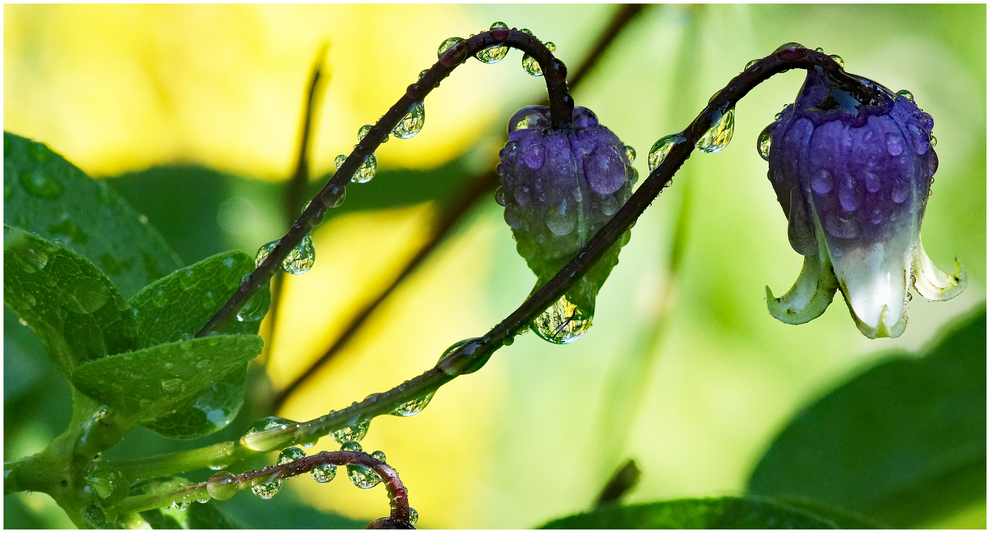 Clematis with Drops of Water