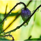 Clematis with Drops of Water