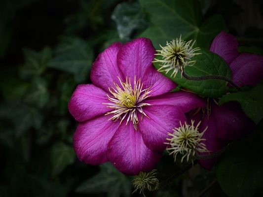 Clematis with eight petals