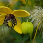 "Clematis-Wonder-World"