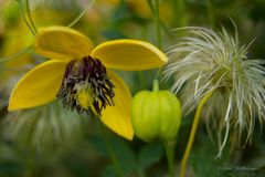 "Clematis-Wonder-World"