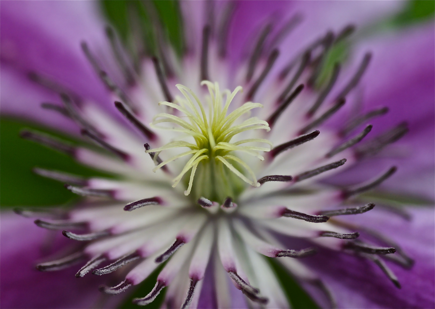 Clematis - Wunder der Natur