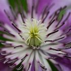 Clematis - Wunder der Natur