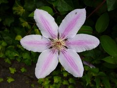 Clematis - wundervolle Ranken zieren Haus und Garten