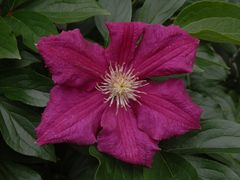 Clematis - wundervolle Ranken zieren Haus und Garten